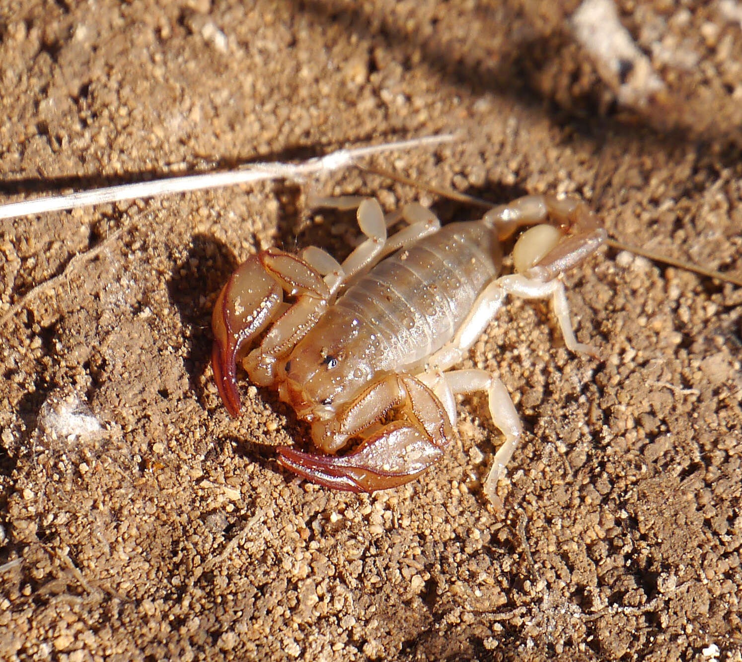 Euscorpius balearicus Caporiacco 1950 resmi