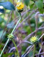 Plancia ëd Balduina uniflora Nutt.