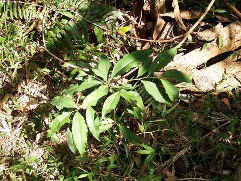 Image of Ardisia plant