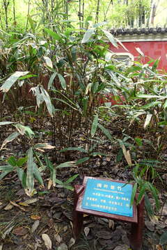 Image of Indocalamus latifolius (Keng) McClure