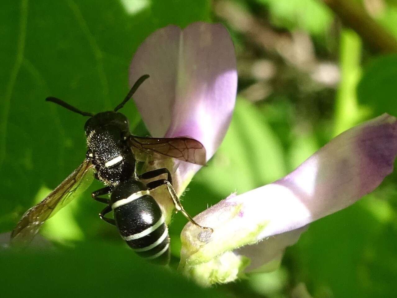 Euodynerus leucomelas (de Saussure 1856)的圖片