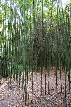 Image of yellow grove bamboo