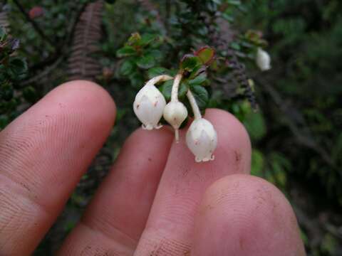 Image de Gaultheria foliolosa Benth.