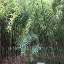 Image of reddish bamboo