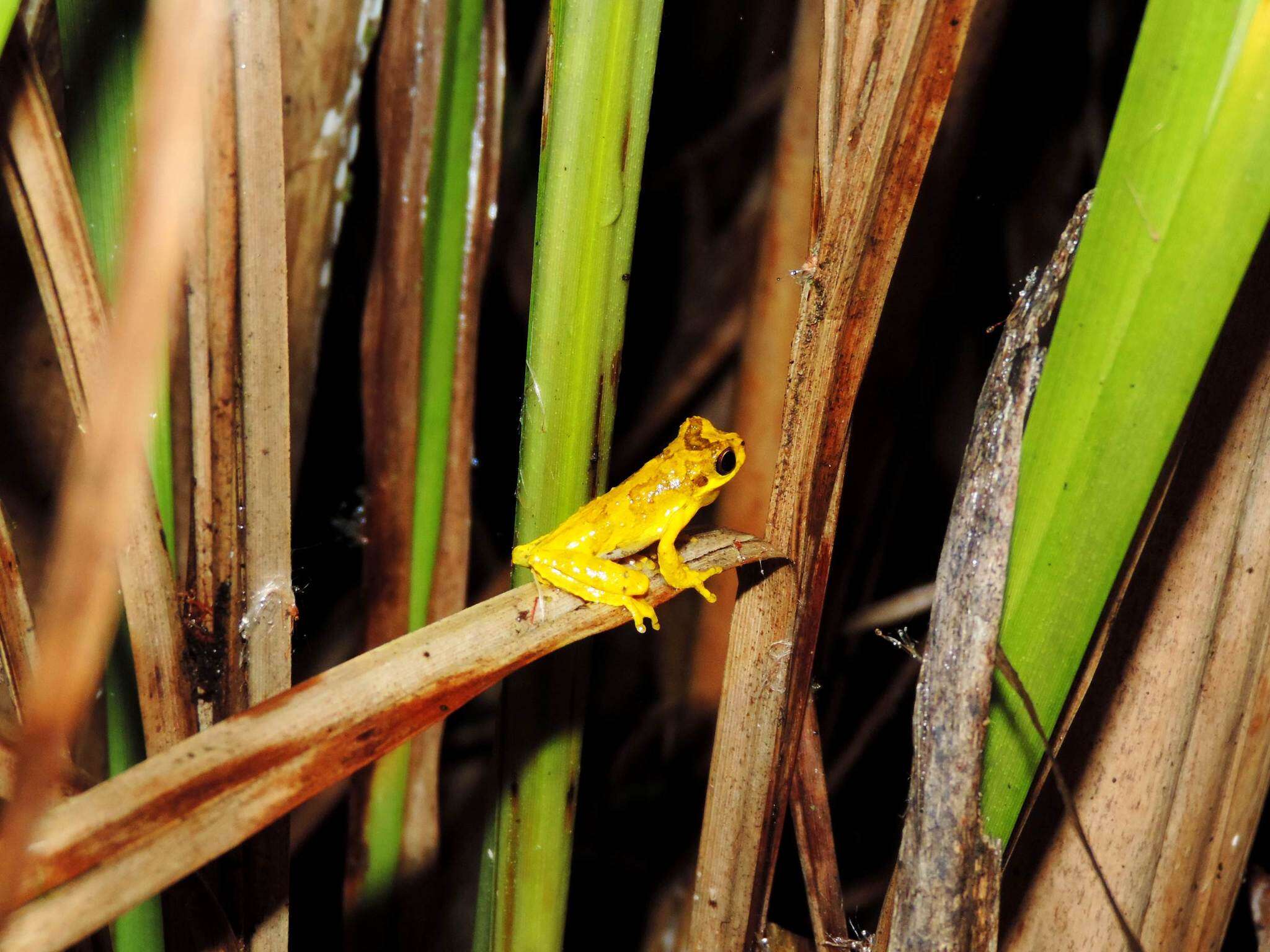 Image de Dendropsophus microps (Peters 1872)