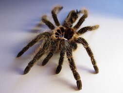 Image of Curlyhair tarantula