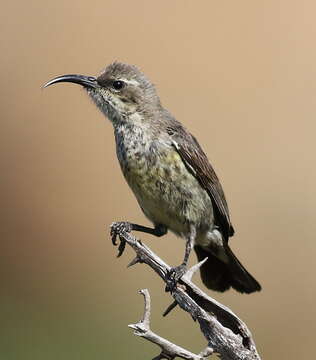 Image of Marico Sunbird