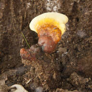 Image of lingzhi mushroom