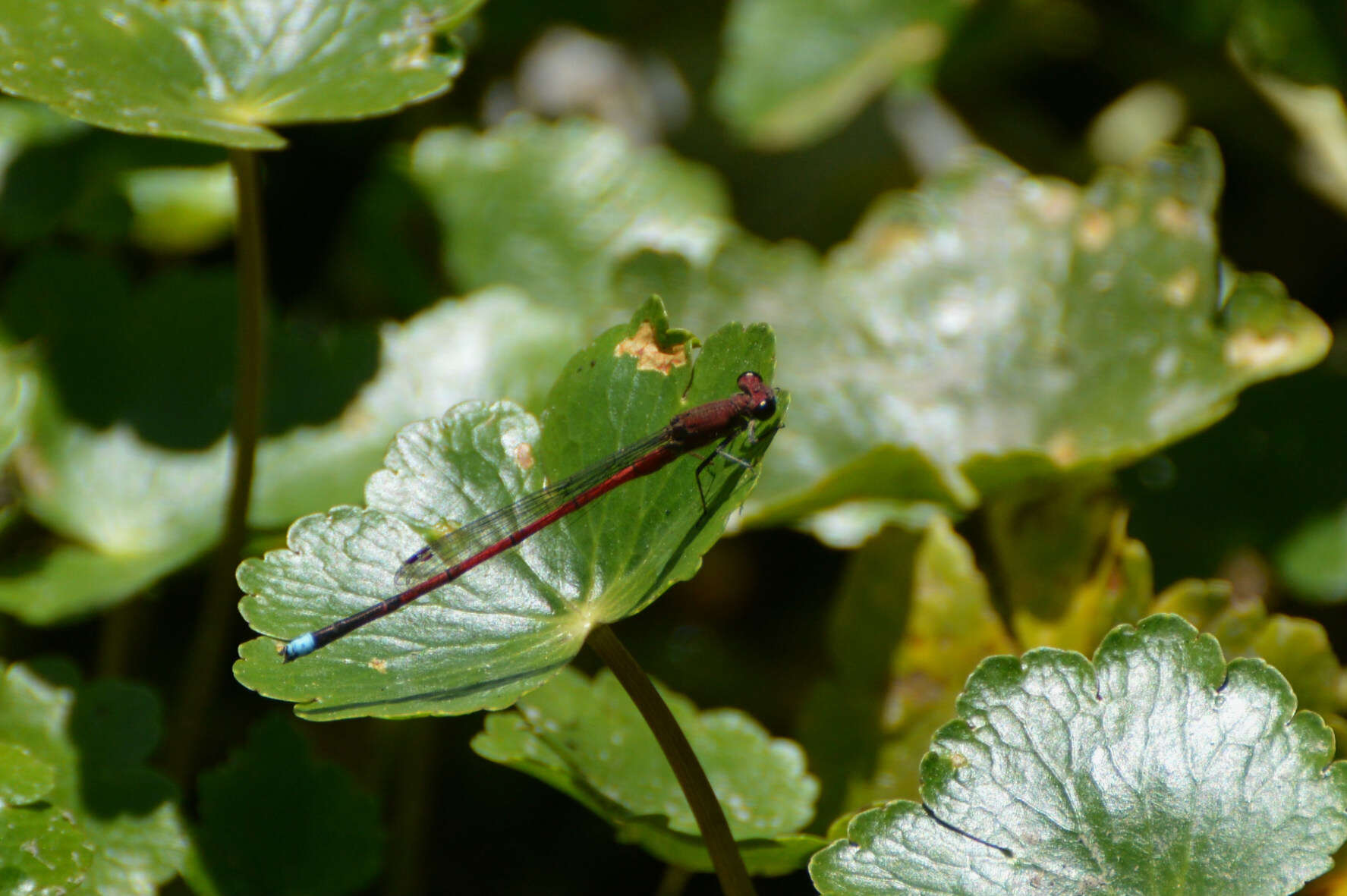 Image of Oxyagrion terminale Selys 1876