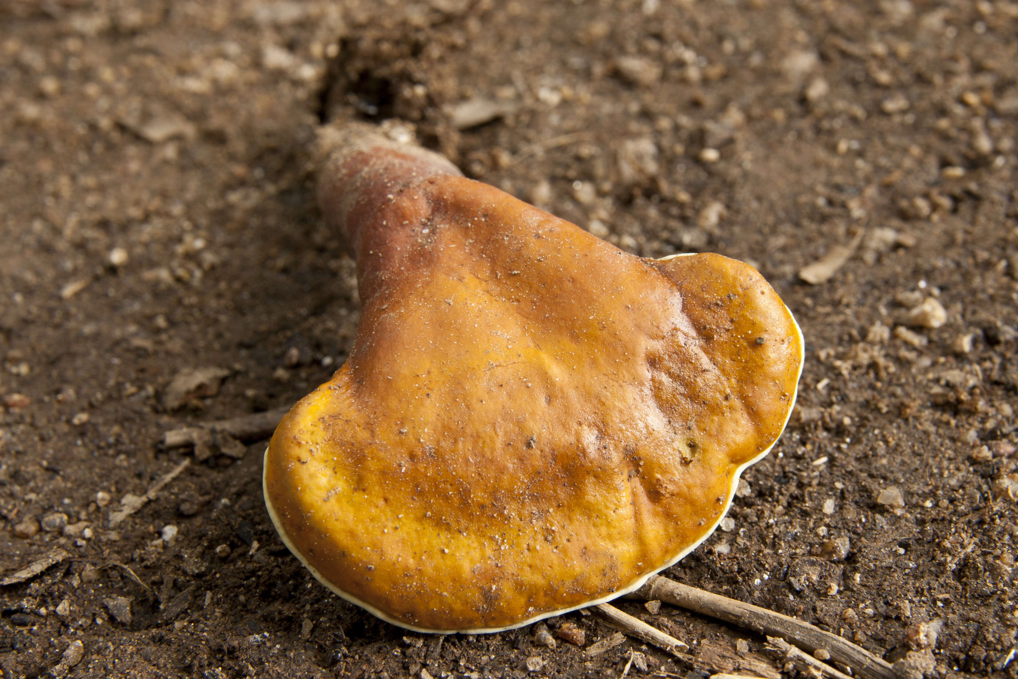 Image of lingzhi mushroom