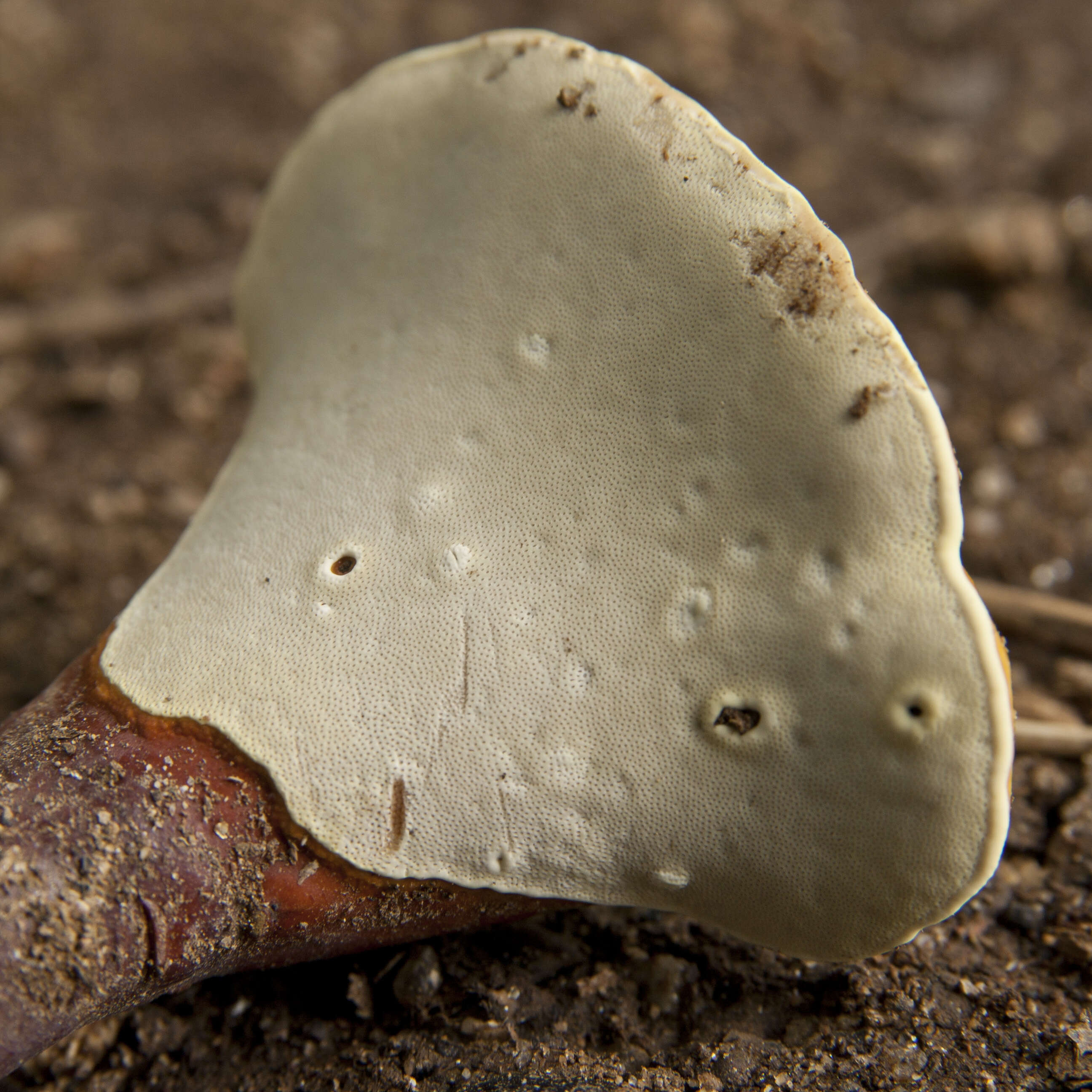 Image of lingzhi mushroom