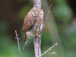 Plancia ëd Glaucidium peruanum König & C 1991