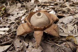 Image of Collared Earthstar