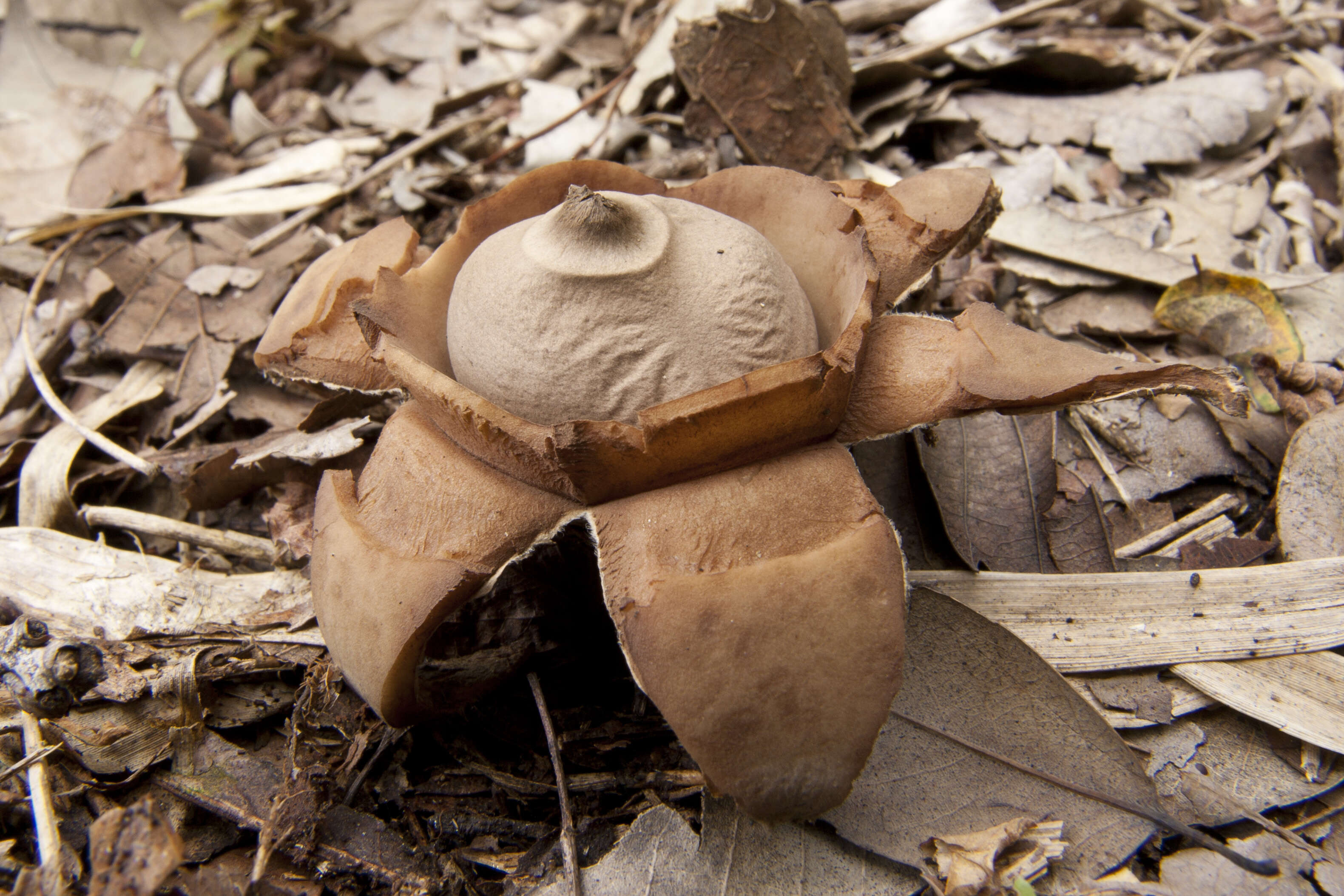 Image of Collared Earthstar