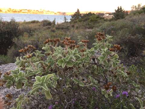 Imagem de Cistus parviflorus Lam.