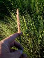 Image of Gulf Cord Grass