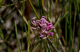 Image of Grevillea leiophylla F. Müll. ex Benth.