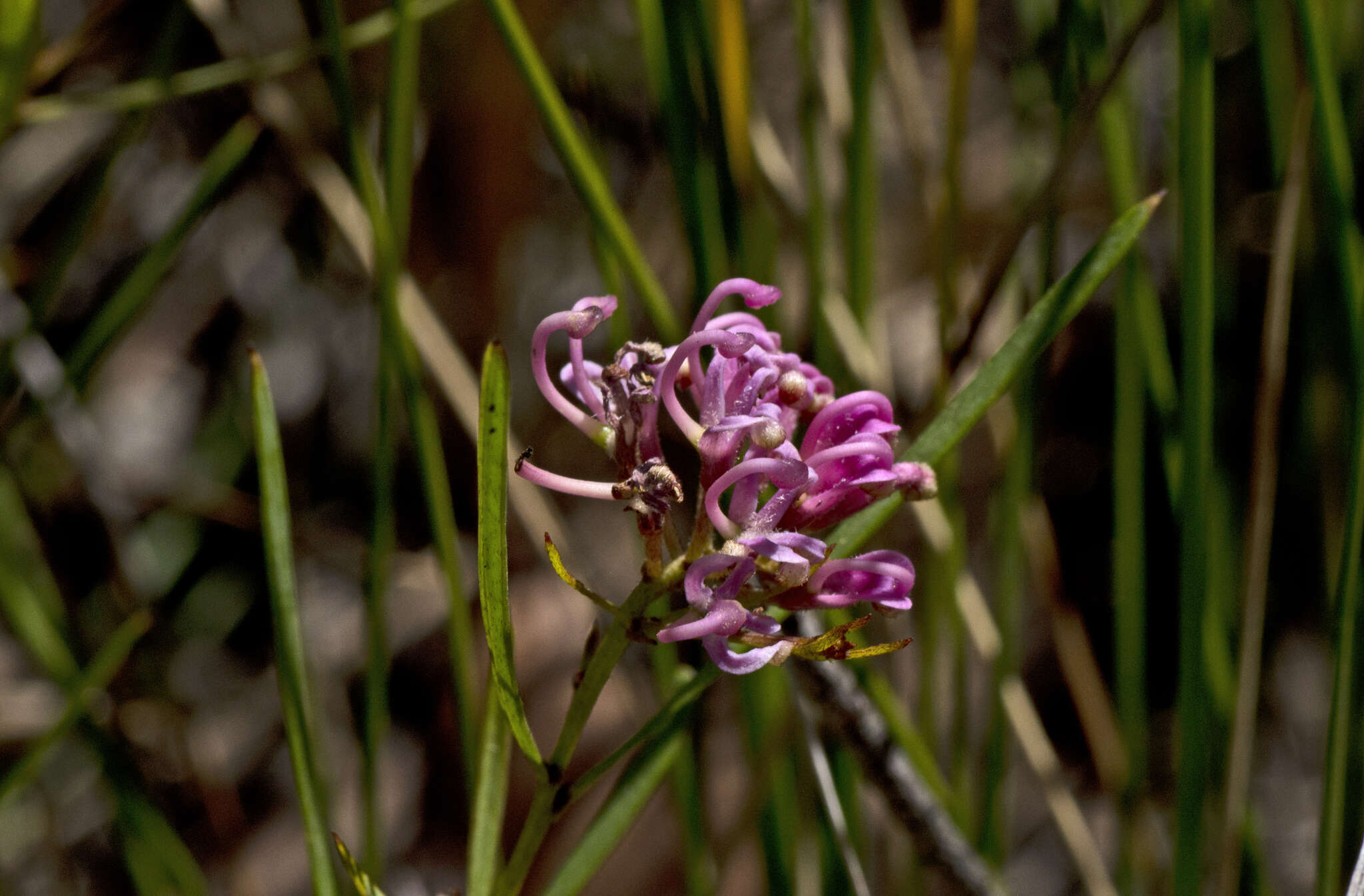 Image of Grevillea leiophylla F. Müll. ex Benth.