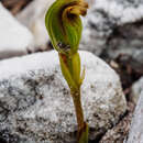 Image of Leafless greenhood