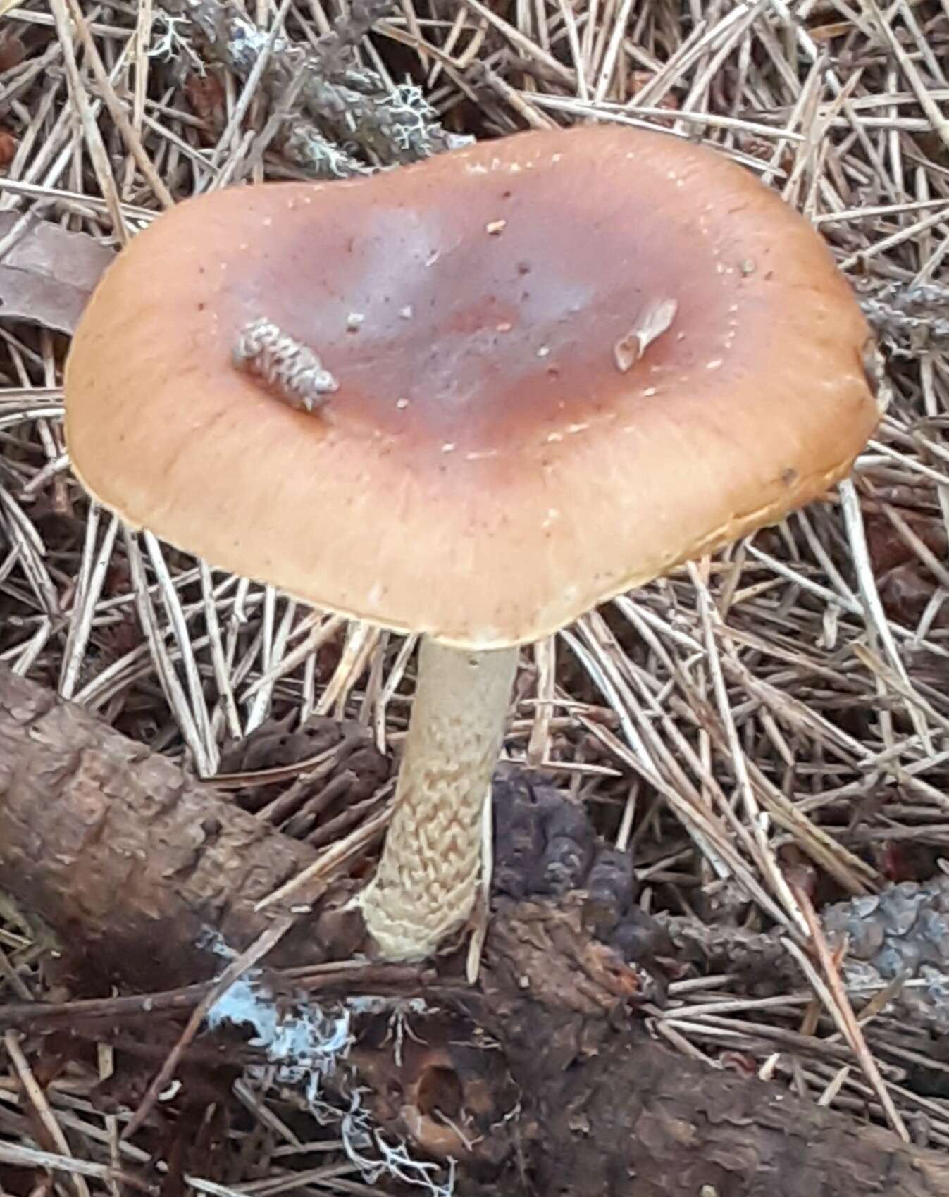 Image of Pholiota velaglutinosa A. H. Sm. & Hesler 1968