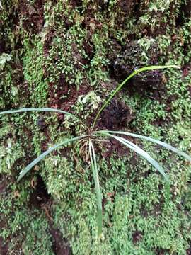 Plancia ëd Haplopteris ensiformis (Sw.) E. H. Crane