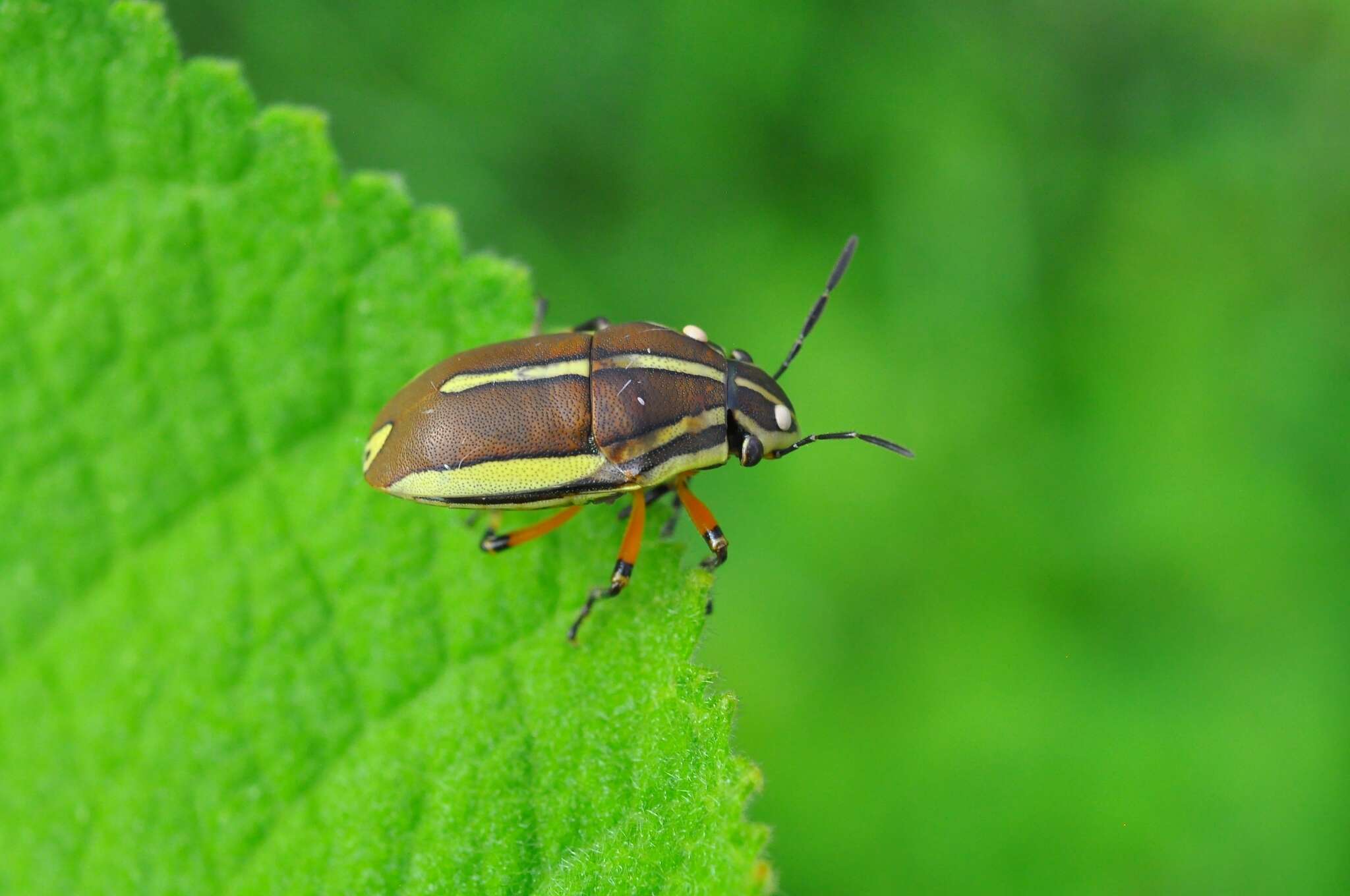 Image of <i>Agonosoma flavolineata</i> Laporte de Castelnau 1833