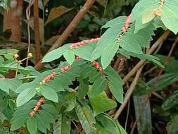 Image of Breynia racemosa (Blume) Müll. Arg.