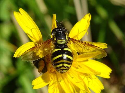 Plancia ëd Chrysotoxum arcuatum (Linnaeus 1758)