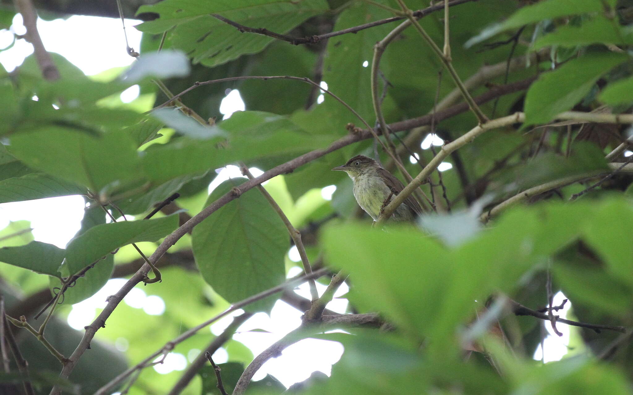 Image of Charlotte's Bulbul