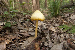 Image of Entoloma murrayi (Berk. & M. A. Curtis) Sacc. 1899