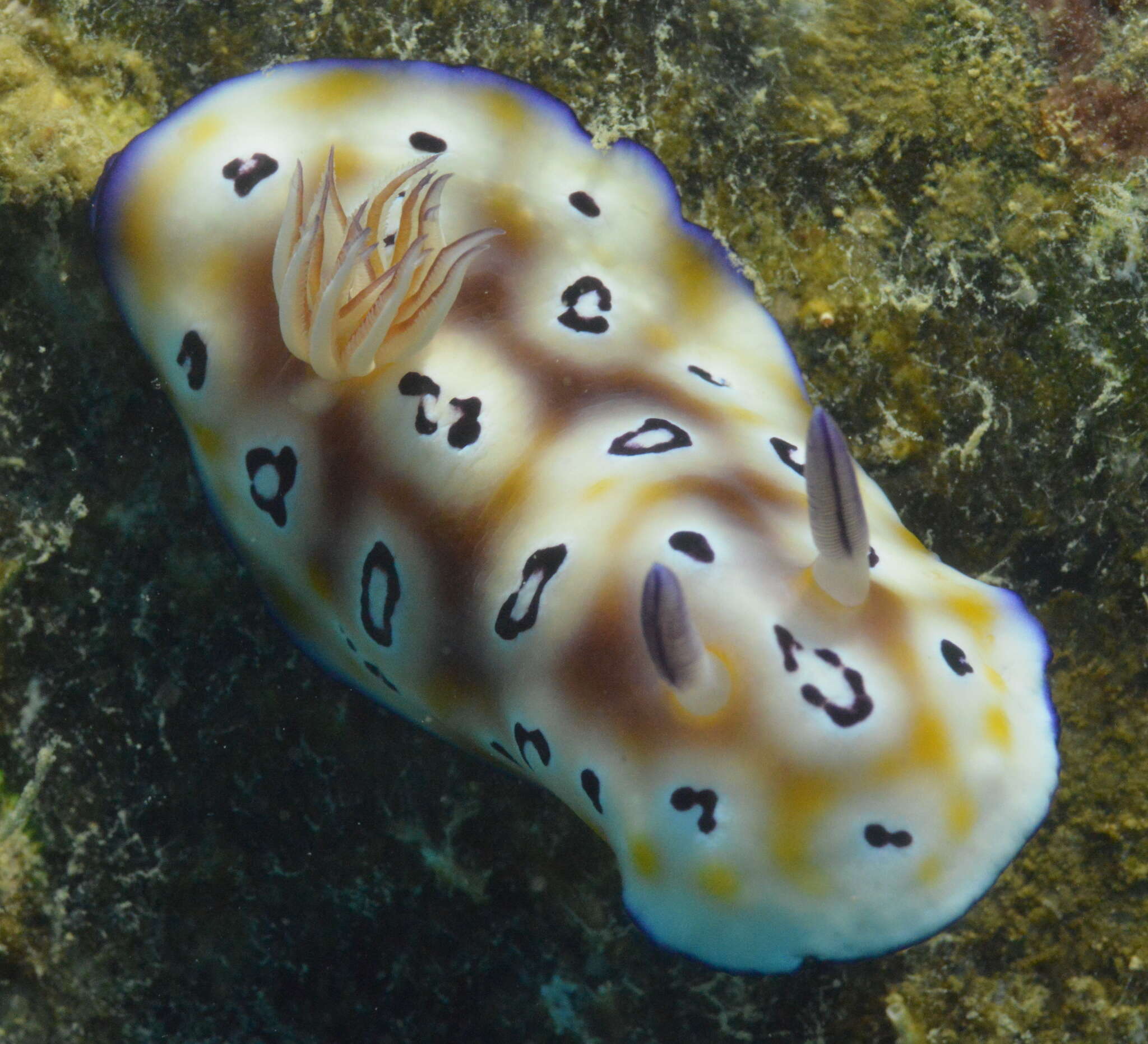 Image of Goniobranchus leopardus (Rudman 1987)