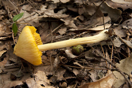 Image of Entoloma murrayi (Berk. & M. A. Curtis) Sacc. 1899