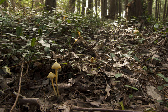 Image of Entoloma murrayi (Berk. & M. A. Curtis) Sacc. 1899