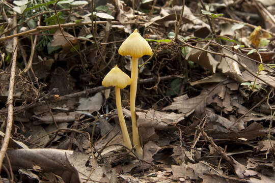 Image of Entoloma murrayi (Berk. & M. A. Curtis) Sacc. 1899