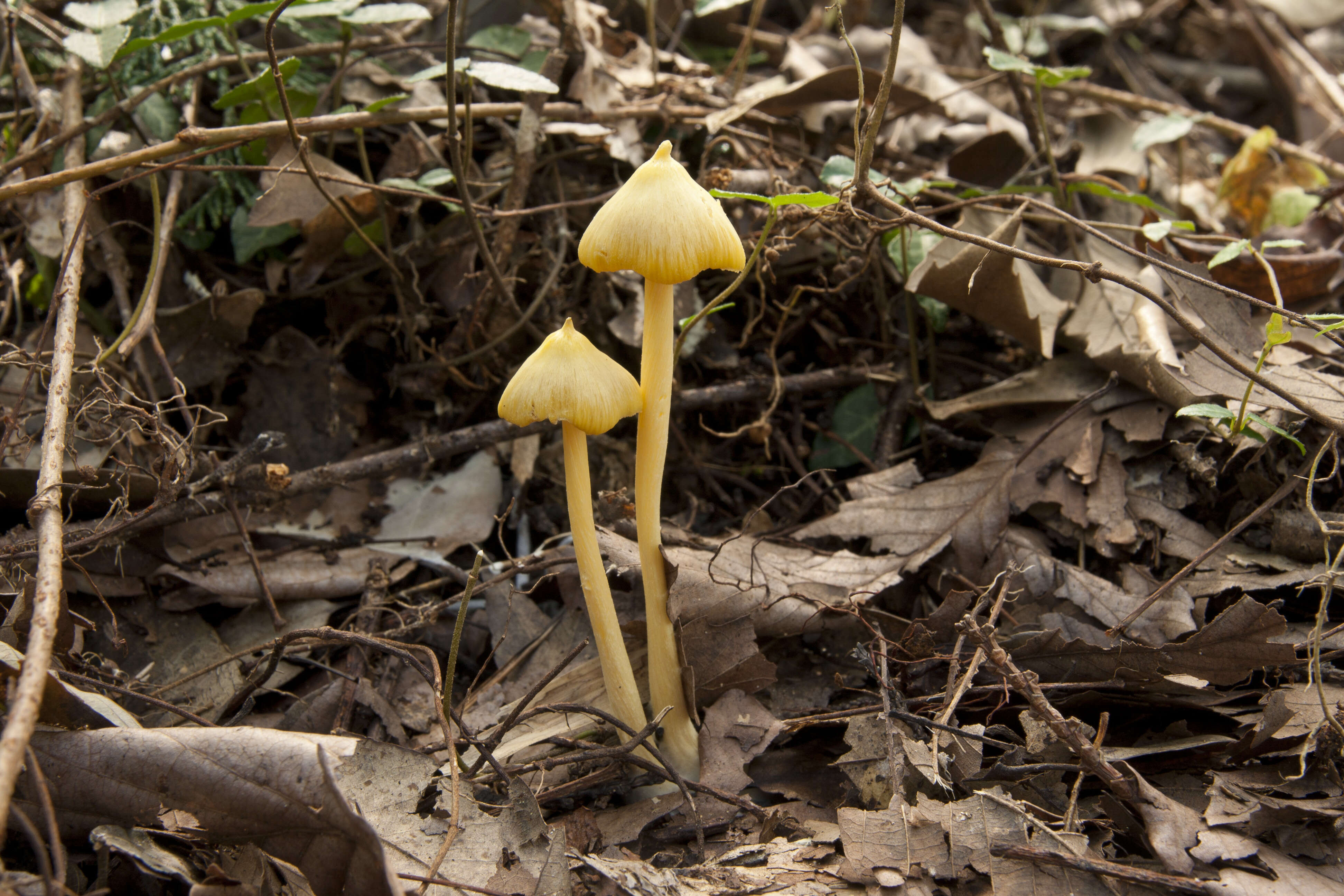 Image of Entoloma murrayi (Berk. & M. A. Curtis) Sacc. 1899