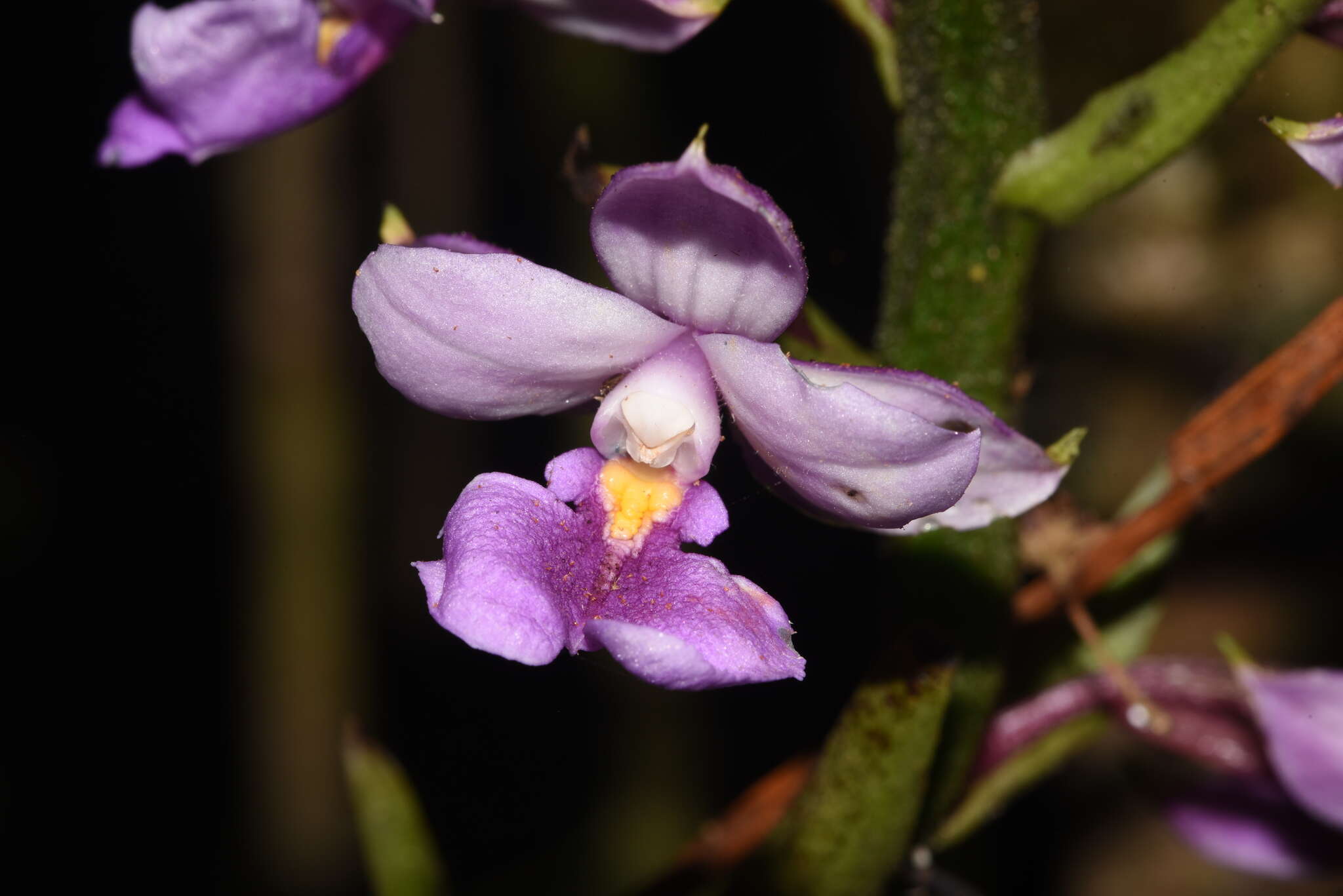 Image of Calanthe sylvatica (Thouars) Lindl.