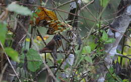 Image of Spot-necked Babbler