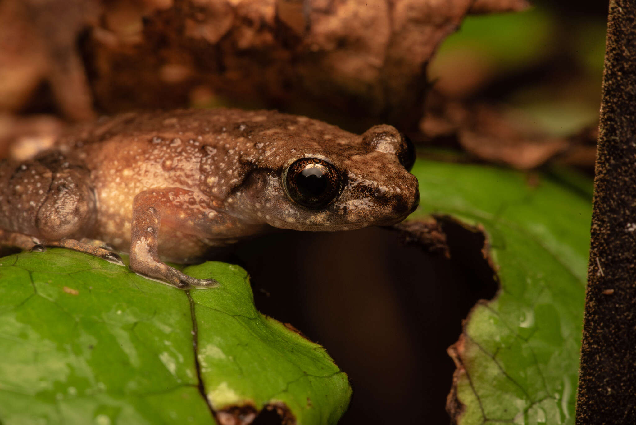 Image of Leptobrachella mjobergi Smith 1925