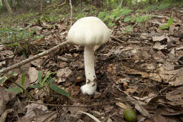 Image of Wood mushroom