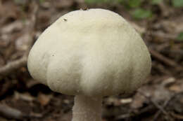 Image of Wood mushroom