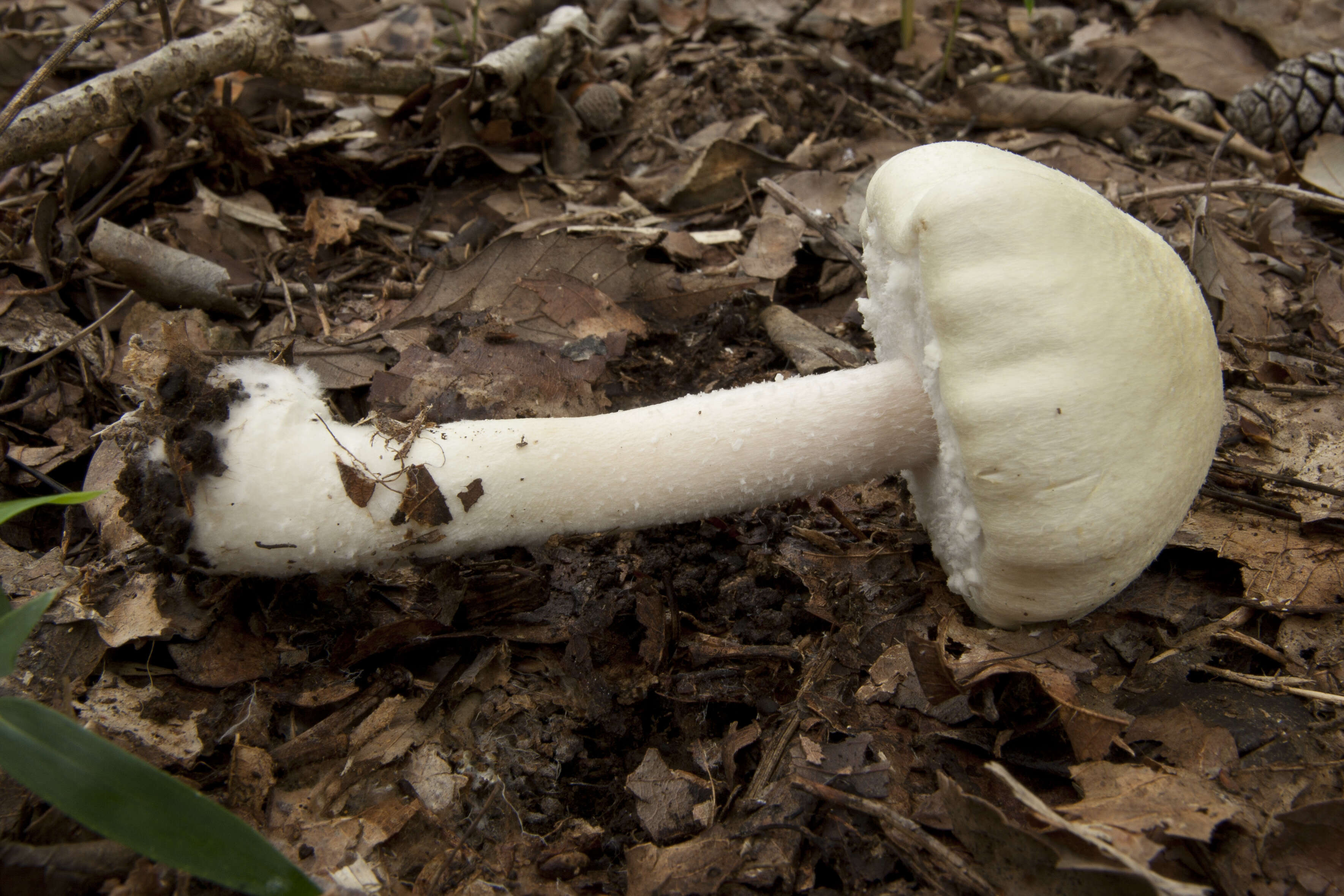 Image of Wood mushroom