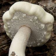 Image of Wood mushroom