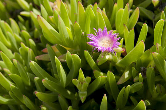 Image of ice plant