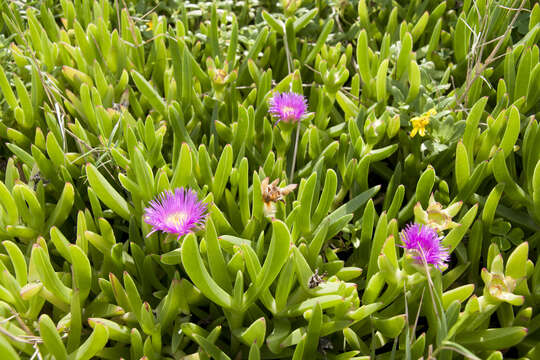 Image of ice plant