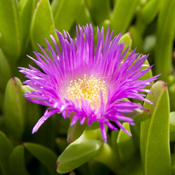 Image of ice plant