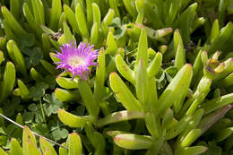 Image of ice plant