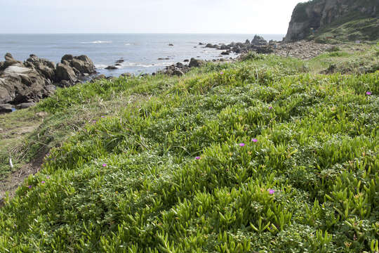 Image of ice plant