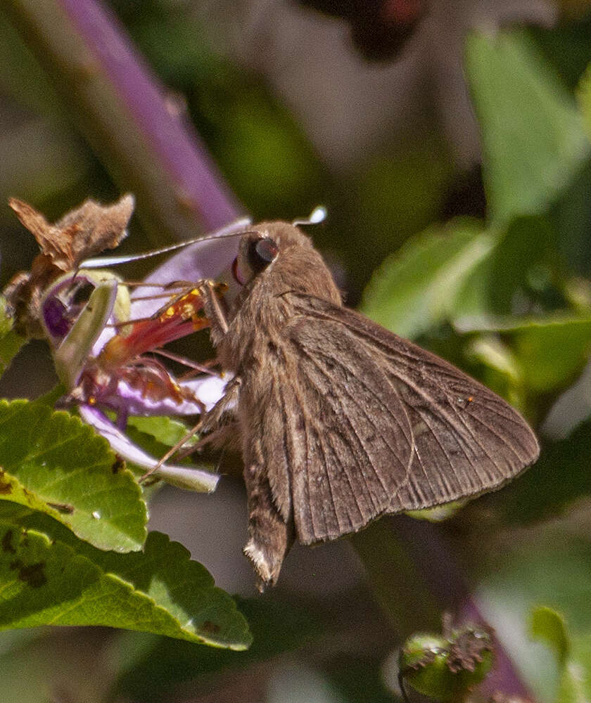 Sivun Zophopetes dysmephila Trimen 1868 kuva