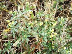 Image of slimleaf heliotrope