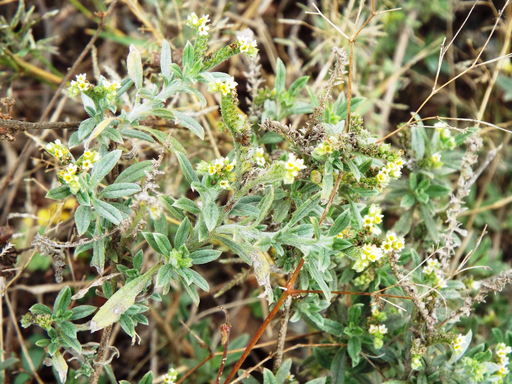 Image of slimleaf heliotrope